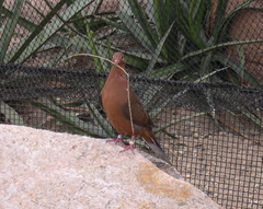 Socorro Dove